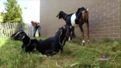 Four Brother Goats Arrive in Brooklyn on a Mission