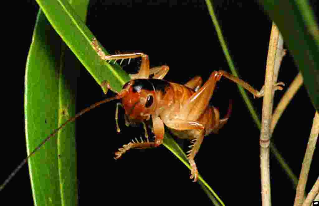 A  raspy cricket that is the only pollinator for a rare and endangered orchid was found in in the Mascarene Archipelago in the Indian Ocean. (Sylvain Hugel, Universite de Strasbourg,France)