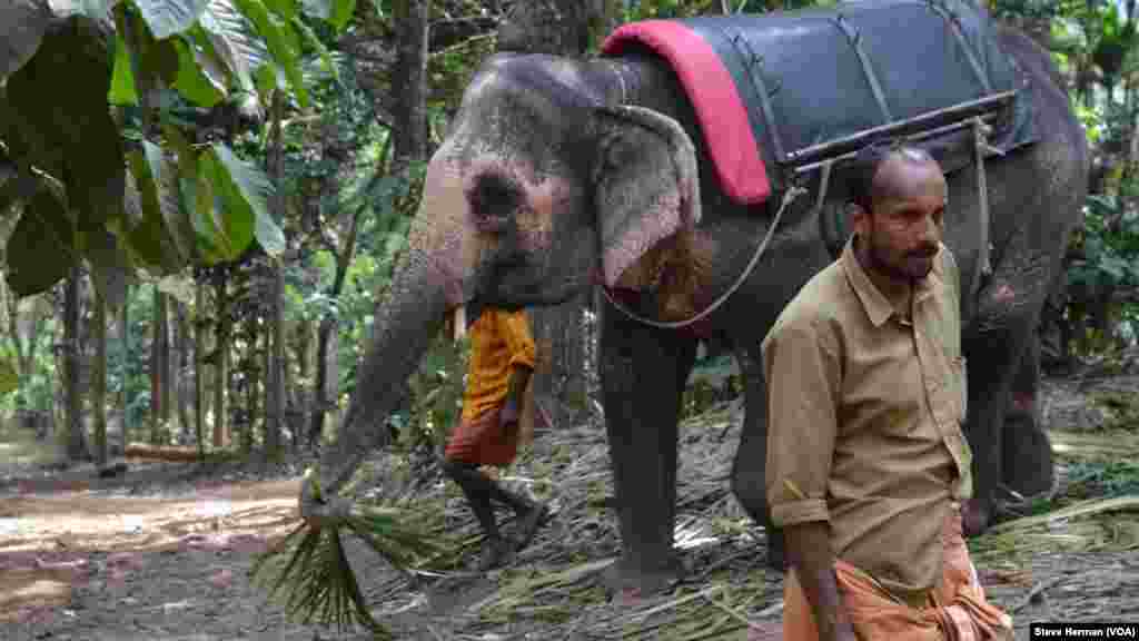 An elephant at a ride attraction near Munnar, Kerala state in India.