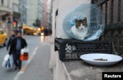 Seekor kucing berteduh di kandang yang terbuat dari botol air minum di Istanbul, Turki, 22 Januari 2018.