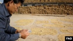 유엔 식량농업기구 관계자가 지난 2012년 북한에서 작황과 식량안보 조사를 벌이고 있다. (자료사진)
