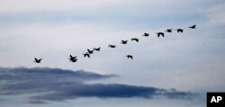 In this photo taken Wednesday, Aug. 14, 2019, geese fly near the Hanford Reach National Monument along the Columbia River near Richland, Wash. (AP Photo/Elaine Thompson)