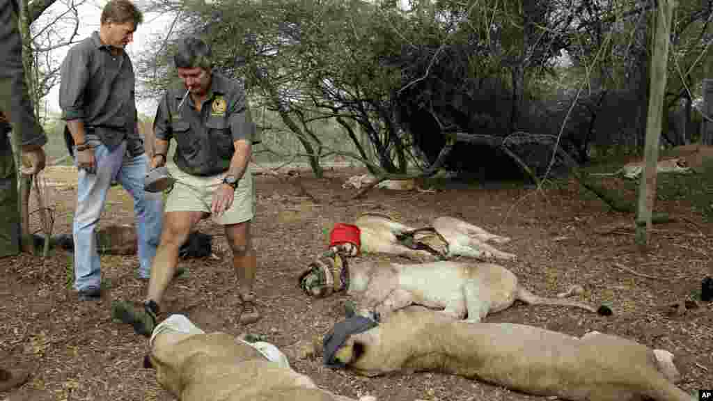 Simon Naylor, Phinda reserve manager, left, with Anton Louw, managing director at another reserve called Zuka, center, and Dr. Mike Toft, wildlife veterinarian, right, supervise as sedated, blindfolded lions laying in the dirt in Phinda Private Game Reserve, South Africa, Monday, June 29, 2015. The five female and two male lions are unwitting passengers about to embark on a 30-hour, 2,500-mile (4,000-kilometer) journey by truck and plane from South Africa to Akagera National Park in Rwanda, whose lion population was wiped out following the country’s 1994 genocide. 