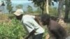 In Haiti, a Struggle to Get Crops in the Ground