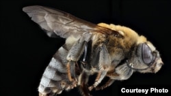USGS Native Bee Photos