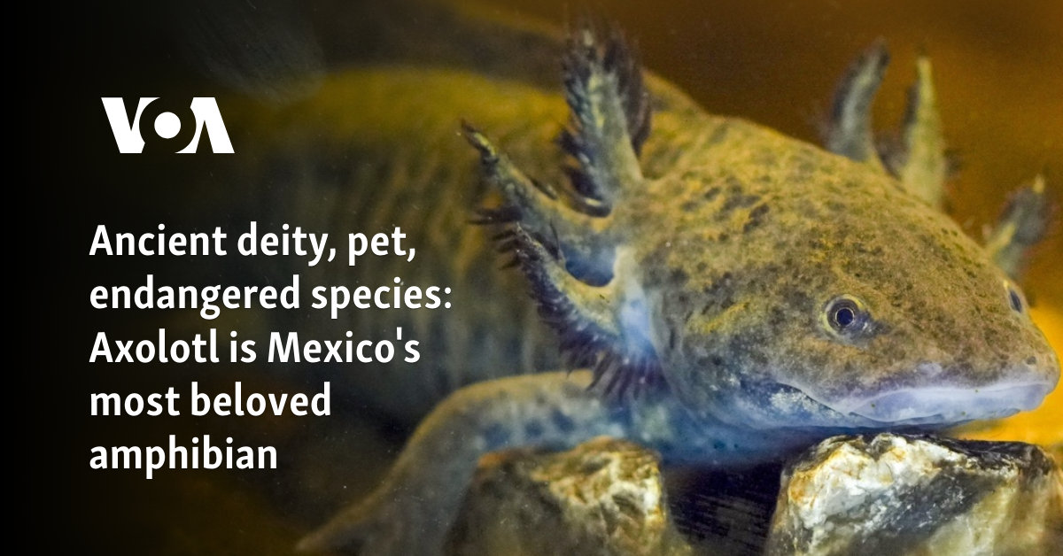 Ancient deity, pet, endangered species: Axolotl is Mexico's most beloved amphibian 