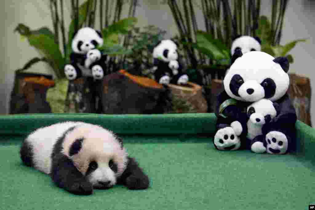 A 3-month old female giant panda cub is displayed for the first time at the Giant Panda Conservation Center at the National Zoo in Kuala Lumpur, Malaysia.