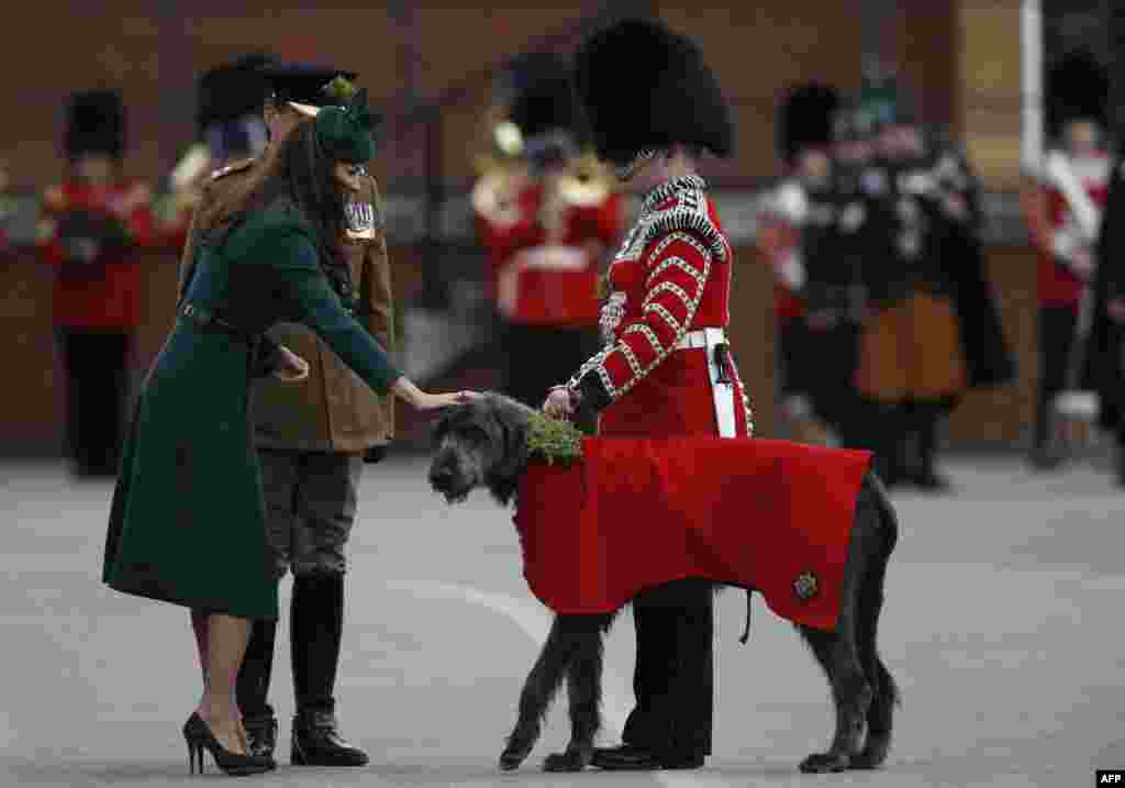 Duchess of Cambridge alias Kate Middleton (kiri) menyapa anjing yang menjadi maskot warga Irlandia dalam perayaan hari St Patrick di kota Aldershot, Inggris.&nbsp;