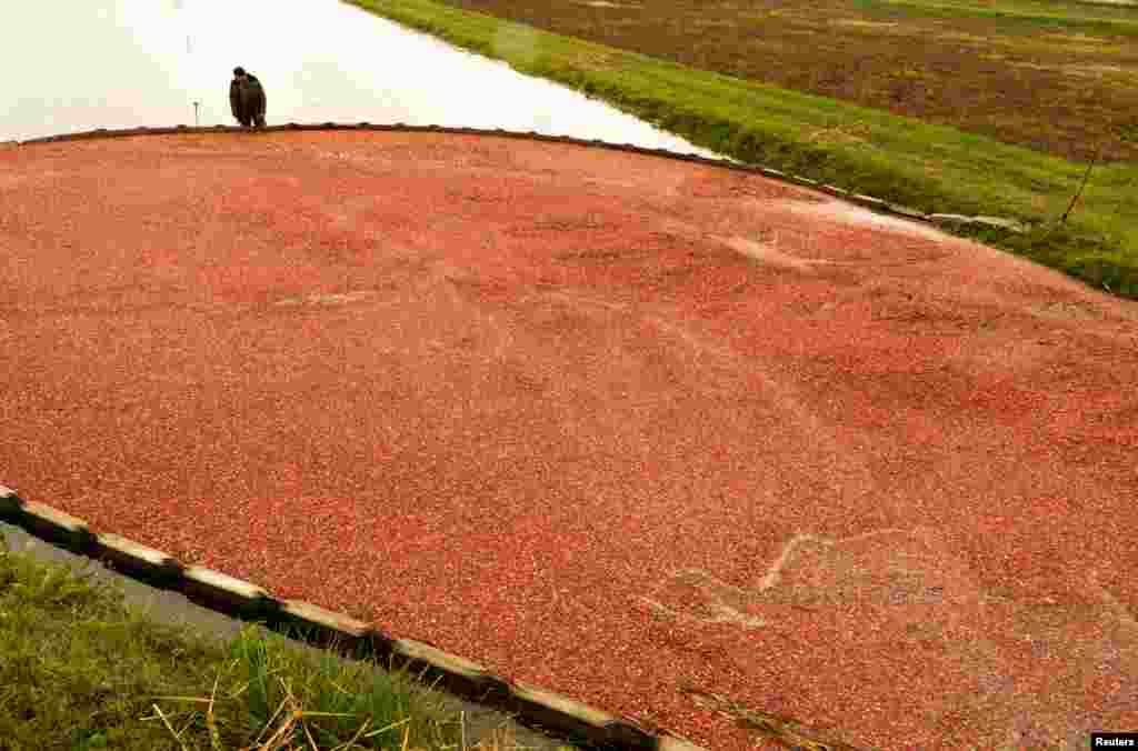 A worker harvests cranberries at a state farm in the village of Selishche, Belarus.