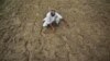 India Facing First Drought in Three Years