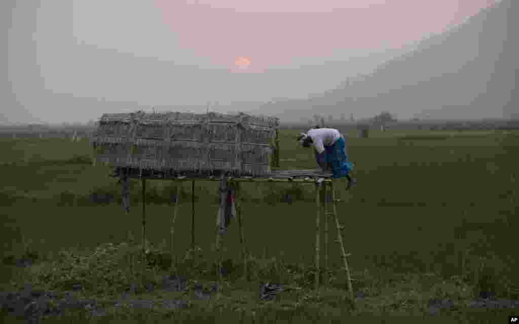 An Indian farmer gets down from a makeshift house in a paddy field at sunset on the outskirts of Gauhati, north eastern Assam state, India.