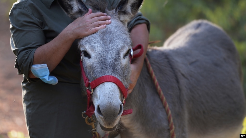 Here, Cristina Marino, healthcare worker and helper at The Happy Donkey association, walk with Magallanes at the "Enchanted Forest" in Hinojos, Spain. The donkeys help healthcare workers stressed from dealing with the coronavirus pandemic. (Photo: CRISTINA QUICLER / AFP)