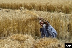 سندھ کے وزیرِ اطلاعات ناصر حسین شاہ کے مطابق صوبے میں گندم کی کوئی کمی نہیں ہے۔ (فائل فوٹو)
