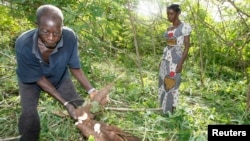 Un agriculteur ivoirien présente du manioc de sa plantation à Yamoussoukro, Côte d'Ivoire, juin 2008.