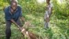 Scientists Work to Control Cassava Plant Disease in Africa