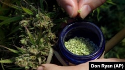 Pollen is removed from a hemp plant at the Unique Botanicals facility in Springfield, Oregon.