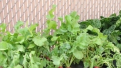 An EarthBox being used to grow radishes