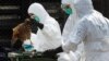 چین: برڈ فلو وائرس H10N8 کا دوسرا کیس درج