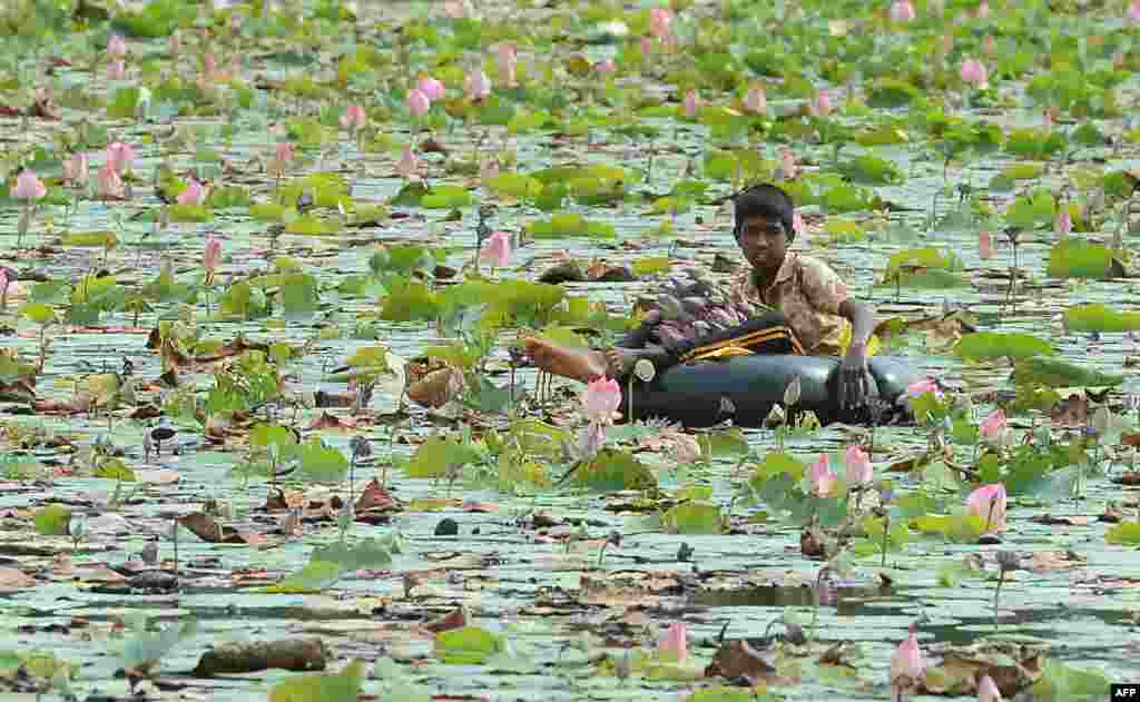 A boy collects flowers in a lake at the boundary of a wildlife sanctuary in Udawalawe National Park, Sri Lanka.