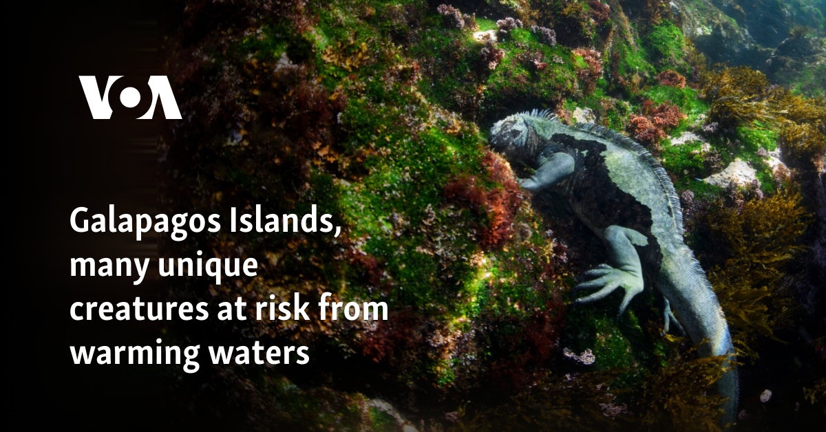 Galapagos Islands, many unique creatures at risk from warming waters