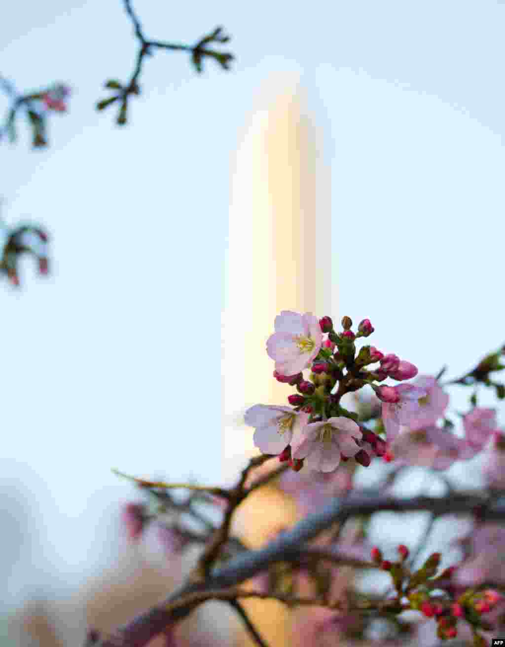 The Washington Monument backdrops the blooming Cherry Blossoms in Washington, March 18, 2012. (Photo: Andrew Bossi)