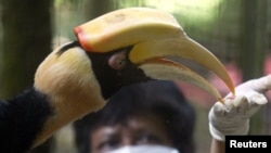 Burung enggang di Kebun Binatang Ragunan, Jakarta. (Foto: Dok)