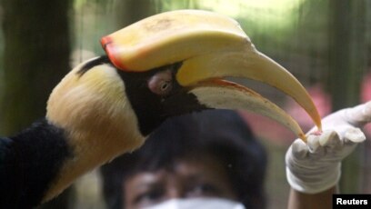 45 Gambar Hewan Langka Di Jakarta HD