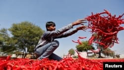 A boy spreads red chillies to dry at a farm on the outskirts of Ahmedabad, India, Feb. 10, 2017.