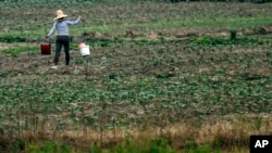 FILE - A farmer carries buckets of water in her cotton field near Poyang Lake in Yongxiu in Jiangxi Province, China, June 2, 2011. 