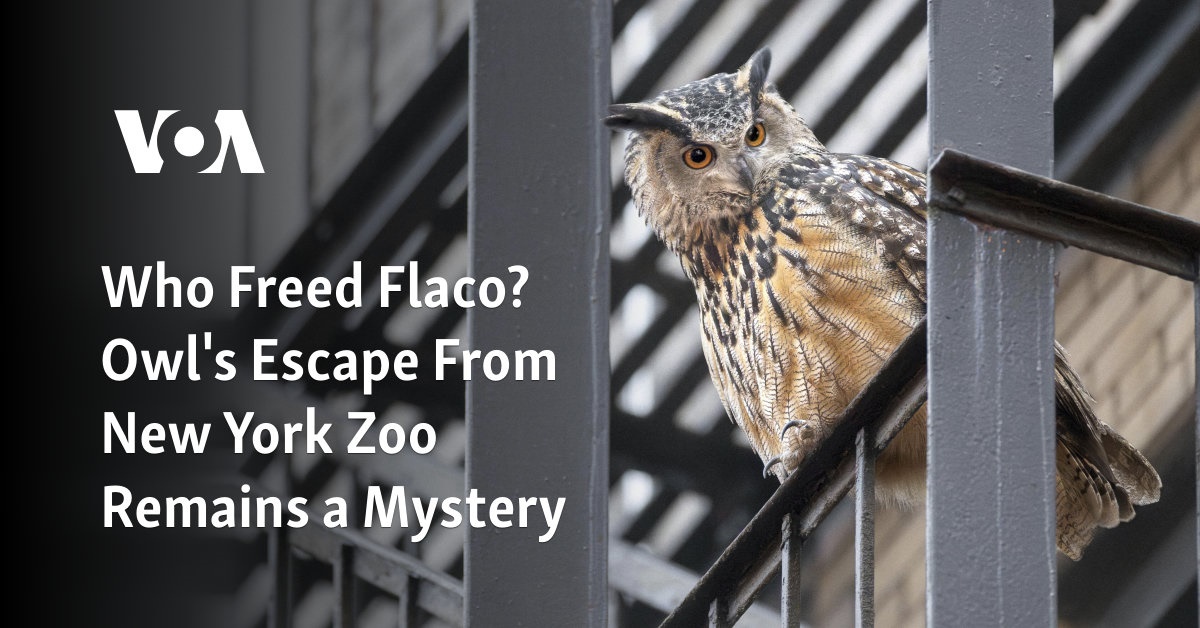 Who Freed Flaco? Owl’s Escape From New York Zoo Remains a Mystery