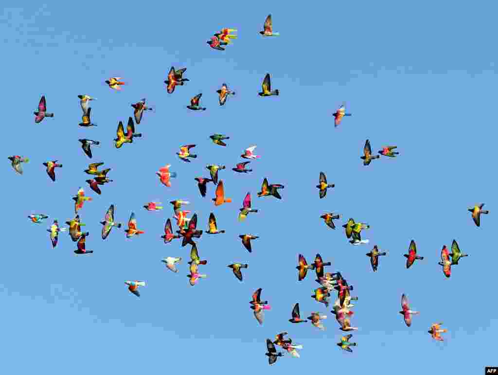 A flock of colored pigeons fly during a pigeon-breeding competition in the southern Spanish village of Bollullos de la Mitacion.