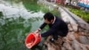 Vietnamese Mark Lunar New Year with Traditional Fish Release