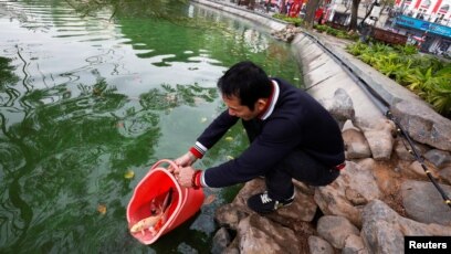 Vietnamese Mark Lunar New Year With Traditional Fish Release