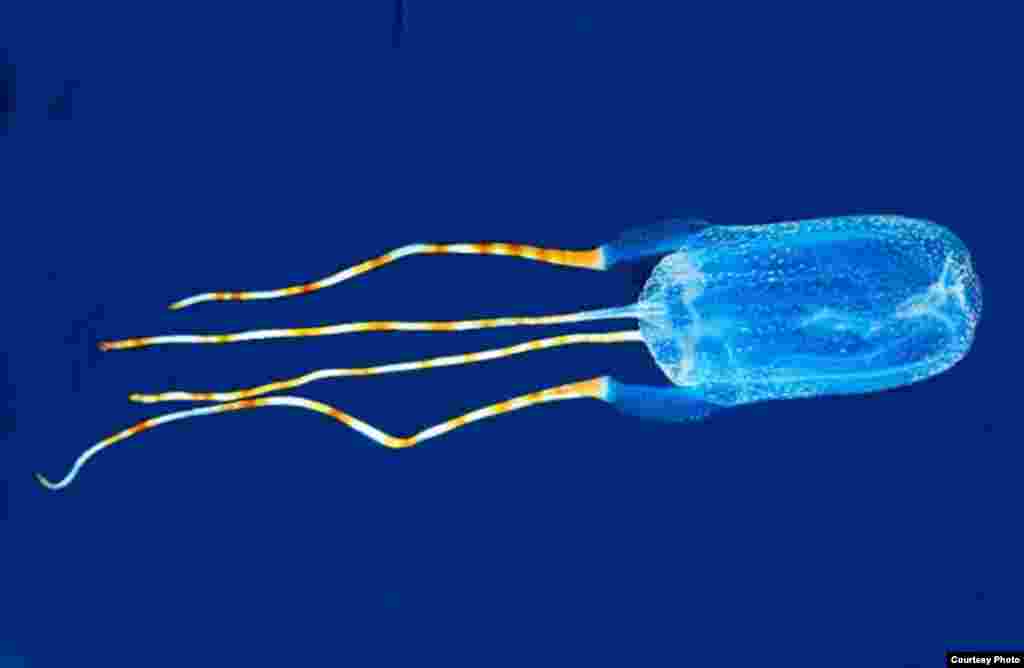 Tamoya ohboya. Common Name: Bonaire Banded Box Jelly. This venomous jellyfish spotted near the Dutch Caribbean island of Bonaire looks like a box kite with colorful, long tails. (Photo: Ned DeLoach)