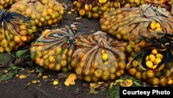 Villagers are selling wild fruits that include mazhanje, matamba and matohwe, among others.