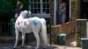 Kampanye Hak-Hak Satwa: Paris Larang Anak-Anak Tunggangi Kuda Poni      