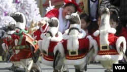 Los pingüinos vestidos desfilaron para celebrar la Navidad, uno de los eventos más grandes en Corea del Sur, nación en su mayoría católica.