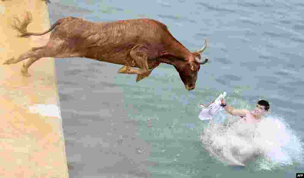 A bull jumps in the water during the traditional running of bulls &quot;Bous a la mar&quot; (Bull in the sea) at Denia&#39;s harbour near Alicante, Spain.