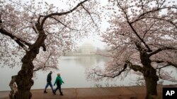 La tradicional celebración por el florecimiento de los cerezos conocida como el "Cherry Blossoms" se realiza del 15 de marzo al 16 de abril.