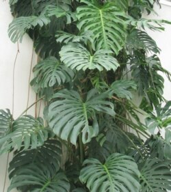 This photo taken June 30, 2008 shows the split-leaf philodendron. Like a real philodendron, split-leaf philodendron is a strong plant. (AP Photo)