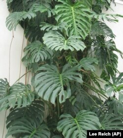 This photo taken June 30, 2008 shows the split-leaf philodendron. Like a real philodendron, split-leaf philodendron is a strong plant. (AP Photo)