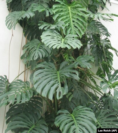 This photo taken June 30, 2008 shows the split-leaf philodendron. Like a real philodendron, split-leaf philodendron is a strong plant. (AP Photo)