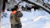 Alaska Officials Use DNA to Help Count City Moose