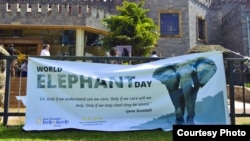 Yayasan Satwa Liar Afrika mensponsori acara Hari Gajah Sedunia di Karen, Kenya 9 Agustus 2014. (Foto: Immanuel Muasya/Benuels Photography) 