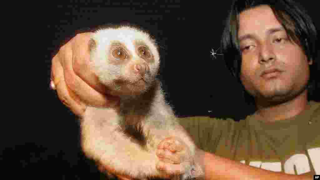 FILE - Naturalist Shyamantaram Phukon holds a slow loris, an endangered species, that he recovered from villagers who caught it for meat at the Rani reserve forest, in Gauhati, India.