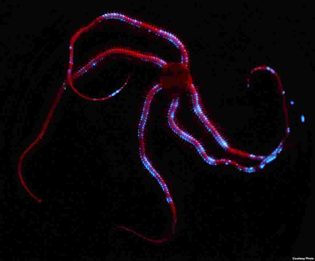 An example of bioluminescence: light emitted from a deep sea brittle star (Credit: Sonke Johnsen)