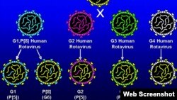 Rotavirus