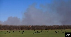 Cattle graze with a background of smoke from wildfires near Hutchinson, Kansas, March 7, 2017.