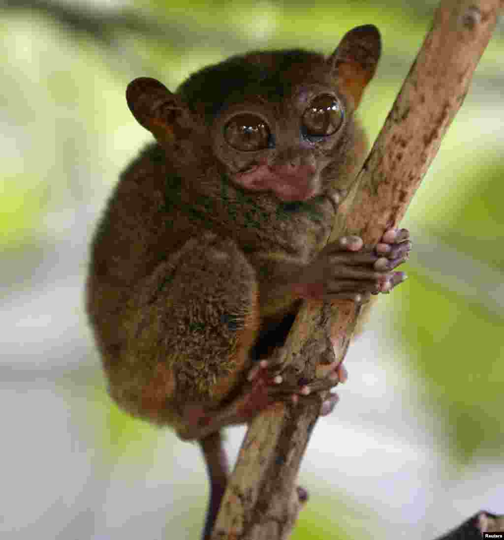 Seekor tarsier, primata terkecil di dunia, dievakuasi ke pusat konservasi di kota wisata Lobok, Bohol, setelah gempa bumi melanda wilayah Filipina tengah.