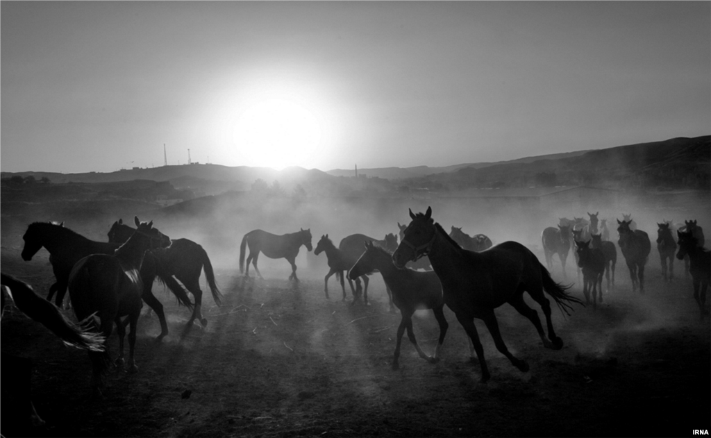 منطقه جرگلان در خراسان شمالی از مهمترین مناطق پرورش اسب در ایران و میزبان مسابقات اسب دوانی و جشنواره اسب اصیل ترکمن است. عکس: ایرنا
